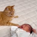 赤ちゃんのことを『ずっとそばで見守っている猫』→泣きはじめると…まさか…