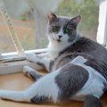 猫に『オムツ』を履かせたいシーン4選　着脱のコツから嫌がるときの対処法…