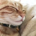 舌ペロ！猫が舌を出しっぱなしにする理由6つ