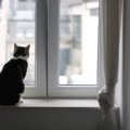 猫が『仲間の猫』を失った時に見せる４つの悲しみサイン