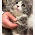 とっても小さかった『赤ちゃん感のある子猫』が、８ヶ月後…想像を超える『…