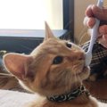 猫の歯磨きを低ストレスで行うコツ３つ