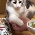 パパから夜食をもらうときに『お手をする猫』→ママも挑戦してみた結果…ま…