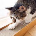 猫が気に入る『爪とぎアイテム』3選♡好まれやすい特徴と選ぶ時の注意…