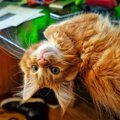 セレブシェフの亡き愛猫は「同じ色の花が咲く木」になって、生き続け…