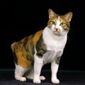 海外の猫好きにも大人気！『日本猫』ってどんな猫？4つの豆知識　日本…