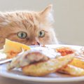 猫が食べてはいけないものまとめ！理由や注意点を解説！