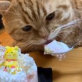 子猫から成猫へ！1歳の誕生日でケーキを食べる