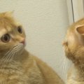 猫たちが『鏡』で自分の姿を見たら…個性豊かな『リアクション』が面白いと…