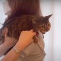 飼い主さんに猫パンチ！動物病院に行きたくない猫ちゃん