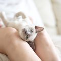 この出会いに感謝を込めて！愛猫の「うちの子記念日」にしてあげたい…