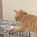 『ジャンプに失敗？』ケージの上に行こうとした途中で猫が…まさかの体…