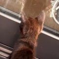 庭に現れた『人懐っこい子猫』を家族に迎えた結果→８か月が経つと…心…