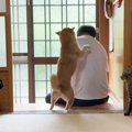 大好きなパパが2日ぶりに帰宅したら、柴犬と猫が…感動的な『再会の瞬間』…