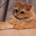 猫が『扉の下から手を入れてくる』理由3つ　無視してもいいの？対処法まで…