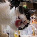 器用！水の飲み方にこだわりがある猫さん！