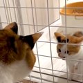 ２匹の先輩猫から『威嚇されていた新入り子猫』→１年後……当時が嘘のよ…