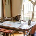 猫が『紙の上』に座らずにはいられない3つの理由　新聞やチラシ、何がそん…