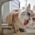 猫の飲み水は水道水でいいのか 与え方と注意点を解説！