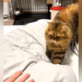 手を差し出すと、猫がゆっくりと近づいてきて…あまりにも可愛い『甘え方』…