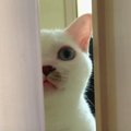 可愛く出待ちをする猫くん♡兄猫くんには強気になる！？