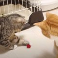 最後は誰の手に？！猫ちゃんズのボール遊び