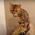 ここにいるよ！仲間外れは嫌な猫ちゃんのアピールが可愛い