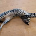 猫がぐいーっと『伸びている』ときのキモチ5選　柔軟な体をキープするのに…