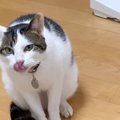 日本語を話す猫が話題に…『あそぼ～』と言っている光景が想像以上だと…