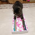 猫の脳トレに！狩猟本能を刺激する手作りおもちゃの作り方