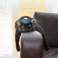 『保冷剤』は猫の暑さ対策に使ってもいいの？4つの注意すべきリスクから安…