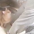 背後に『音もなく忍び寄ってきたネコ』→次の瞬間……予想外の『痛すぎる…