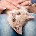 猫が飼い主の『膝に乗りたがる』のはなぜ？4つの意味