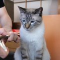 【検証】猫ちゃんに爪切りのお手本を見せると切らせてくれるって本当？