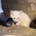 『裏庭にやってくる小さな野良猫』を保護して２年…見違えるほどの成長…
