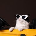 「サングラスをかけてドライブを楽しむ猫」が、小さな町で大人気に！英国
