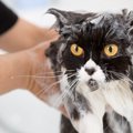 猫シャンプーを手早く済ませる５つの方法