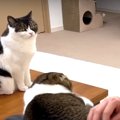 大好きな人をパパ猫にとられてしまった息子猫くん！