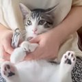 子猫に『爪切りが簡単にできる裏技』試してみた結果…まさかの反応が可…