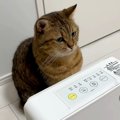 ヒーターが大好きな猫→ついていないことに気づいた結果…次の瞬間見せ…
