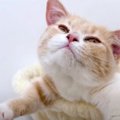 キャットタワーで七変化？色んなポーズでくつろぐ子猫ちゃんが可愛す…