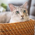 夏涼しくて冬温かい！猫大喜びの「猫ちぐら」ってなに？