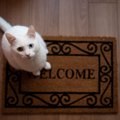 『猫がいる家』に遊びに行くときの最低限のマナー4選　帰宅後の愛猫への気…
