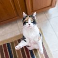 猫が『二本足で立ち上がる』ときの理由4選　どんなときに立つの？さまざま…