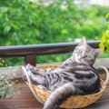 猫が『カゴ』を好んで入りたがる理由4選　居心地がいいの？用意してあげる…