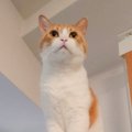 夏はシュッとしている猫→冬のころと比較してみたら…同じ猫とは思えな…