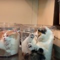 『猫は液体』は本当だった！透明バケツにするする入る猫ちゃんたちが…