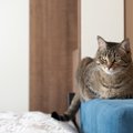 猫の『性格が変わった』ときに考えられる原因5つ　影響を及ぼす理由や上手…