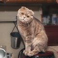 温かいから？猫が「炊飯器」に乗る理由　その危険性とやめてもらうた…