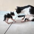 先住猫が『威嚇する子猫』にとった行動が…予想外の『神対応』に感動する人…